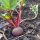 Beetroot Tonda di Chioggia (Beta vulgaris) seeds