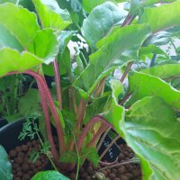 Red Beetroot Crapaudine (Beta vulgaris) seeds