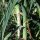 Leek Blauwgroene Winter (Allium porrum) organic seeds