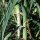 Leek Blauwgroene Winter (Allium porrum) organic seeds