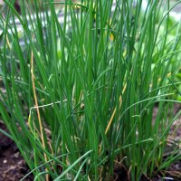 Chives Gonzales (Allium schoenoprasum) organic seeds