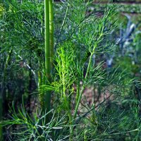 Dill (Anethum graveolens) organic seeds
