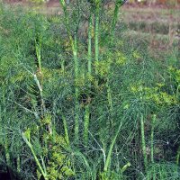 Dill (Anethum graveolens) organic seeds