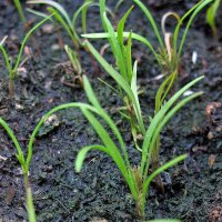 Dill (Anethum graveolens) organic seeds