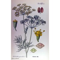 Dill (Anethum graveolens) organic seeds