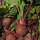 Beetroot Robuschka (Beta vulgaris) organic seeds
