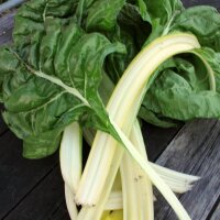 Swiss Chard Glatter Silber / Silverbeet (Beta vulgaris)...