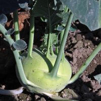 White Kohlrabi Superschmelz (Brassica oleracea var....