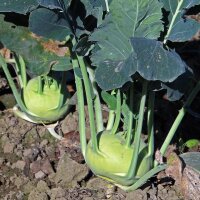 White Kohlrabi Superschmelz (Brassica oleracea var. gongylodes) organic seeds