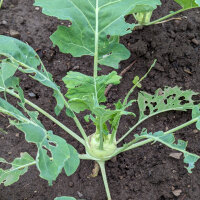 White Kohlrabi Superschmelz (Brassica oleracea var. gongylodes) organic seeds