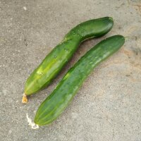 Cucumber Tanja (Cucumis sativus) organic seeds