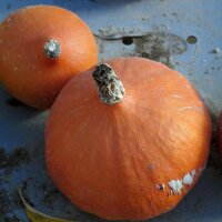 Hokkaido Squash Red Kuri (Cucurbita maxima) organic seeds