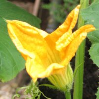 Hokkaido Squash Red Kuri (Cucurbita maxima) organic seeds