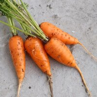 Carrot Rodelika (Daucus carota) organic