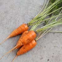 Carrot Rodelika (Daucus carota) organic