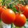 Tomato Matina (Lycopersicum esculentum) organic seeds