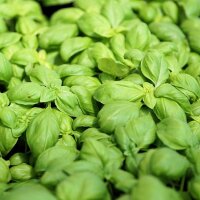 Genovese Basil Medium (Ocimum basilicum) organic seeds