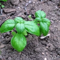 Genovese Basil Medium (Ocimum basilicum) organic seeds