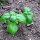 Genovese Basil Medium (Ocimum basilicum) organic seeds