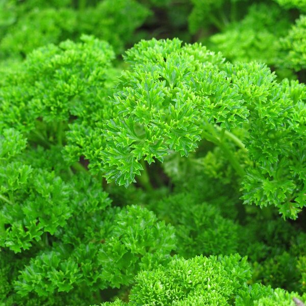 Parsley Mooskrause (Petroselinum crispum) organic seeds