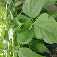 Bush Bean Saxa (Phaseolus vulgaris) organic seeds