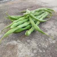 Bush Bean Saxa (Phaseolus vulgaris) organic