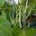 Bush Bean Saxa (Phaseolus vulgaris) organic seeds