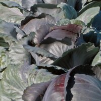 Red Cabbage Rodynda (Brassica oleracea) organic seeds