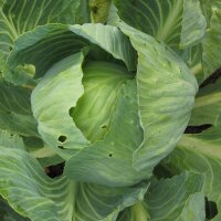 Cabbage Dottenfelder Dauer (Brassica oleracea) organic seeds