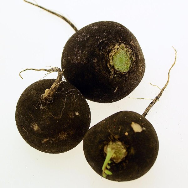 Black Radish Runder Schwarzer Winter (Raphanus sativus L. var. niger) organic seeds