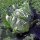 Iceberg Lettuce Laibacher Eis (Lactuca sativa) organic seeds