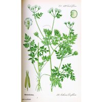 Chervil (Anthriscus cerefolium) organic seeds