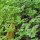 Chervil (Anthriscus cerefolium) organic seeds