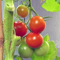 Cherry Tomato Zuckertraube (Solanum lycopersicum) organic seeds