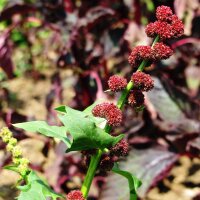 Strawberry Spinach (Blitum capitatum) seeds