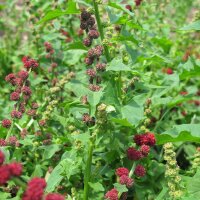 Strawberry Spinach (Blitum capitatum) seeds