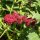 Strawberry Spinach (Blitum capitatum) seeds