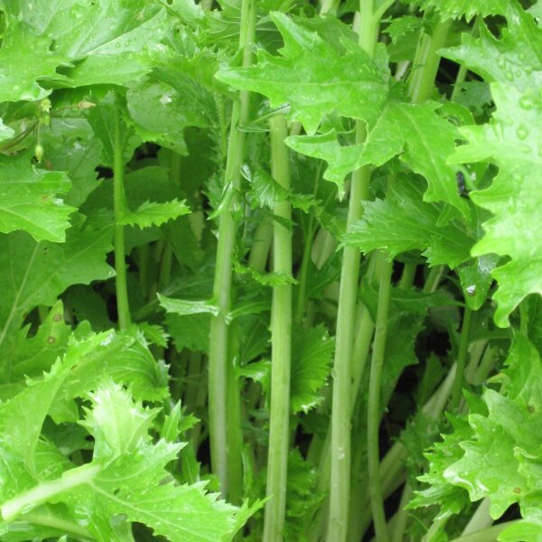 Rapini (Brassica rapa) seeds