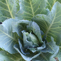 Filderkraut Cabbage (Brassica oleracea) seeds