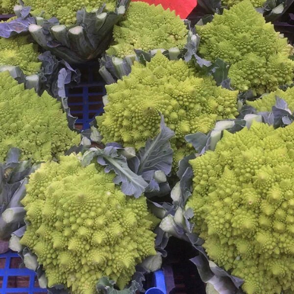 Romanesco Broccoli (Brassica oleracea) seeds