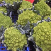 Romanesco Broccoli (Brassica oleracea)