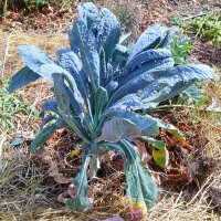 Black Kale Cavolo Nero di Toscana (Brassica oleracea var. palmifolia) seeds