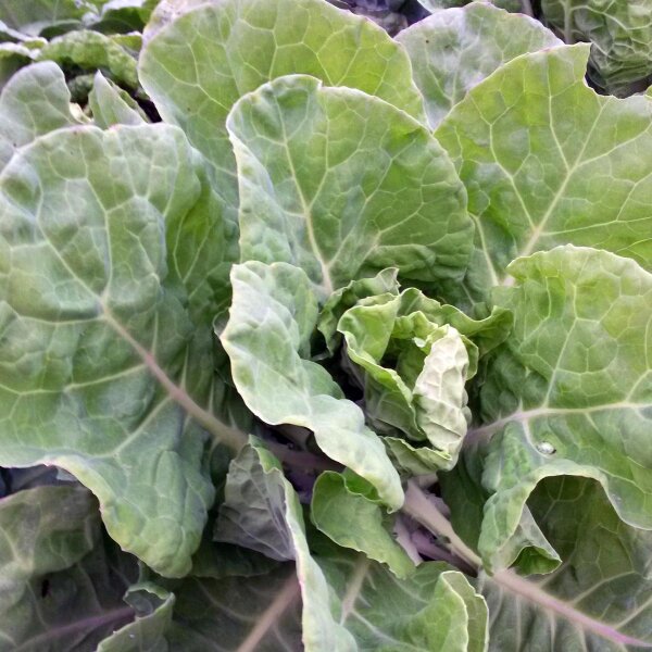Butterkohl Curly Kale (Brassica oleracea convar. capitata) seeds
