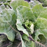 Butterkohl Curly Kale (Brassica oleracea convar....
