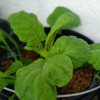 Butterkohl Curly Kale (Brassica oleracea convar. capitata) seeds