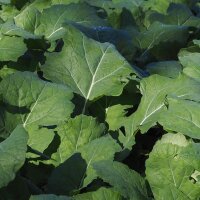 Siberian Kale Bremer Scheerkohl (Brassica napus var....