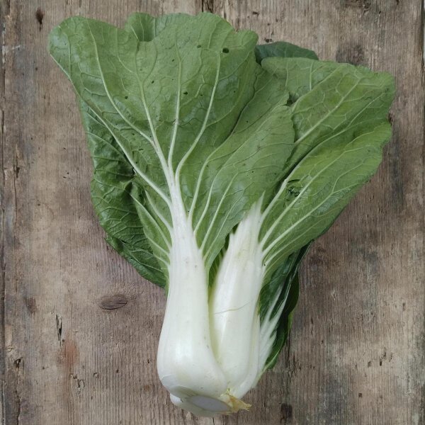 Bok Choy / Pak Choi (Brassica rapa subsp. chinensis) seeds