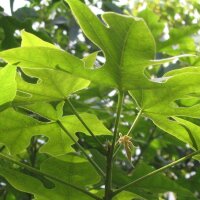 Northern Kurrajong / Bottle Tree (Brachychiton...