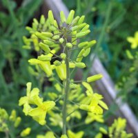 Brussels Sprouts Evesham Special (Brassica oleracea) seeds