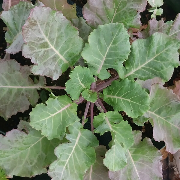 Wild Cabbage (Brassica oleracea ssp. oleracea) seeds